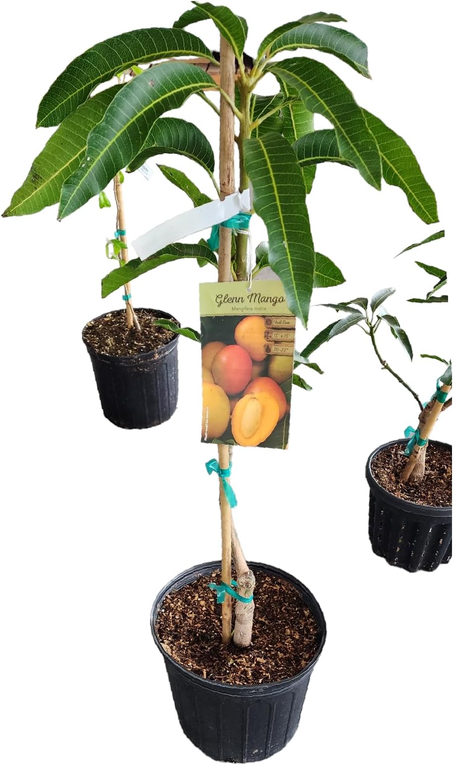 Generic Exotic PLANTSS Grafted Mango Tree (Glenn Mango) 3 Gallon Bucket, orange - reddish