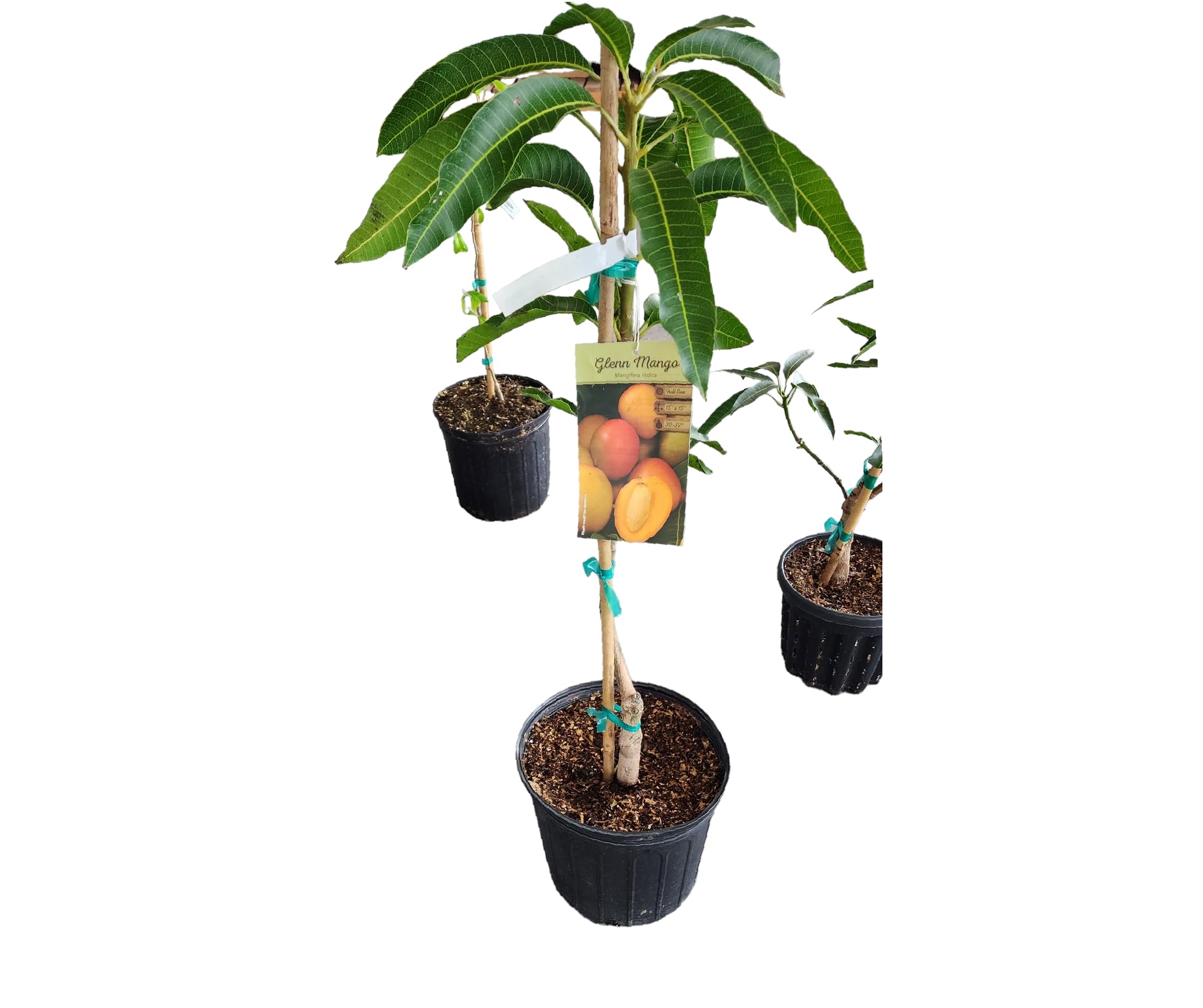 Generic Exotic PLANTSS Grafted Mango Tree (Glenn Mango) 3 Gallon Bucket, orange - reddish