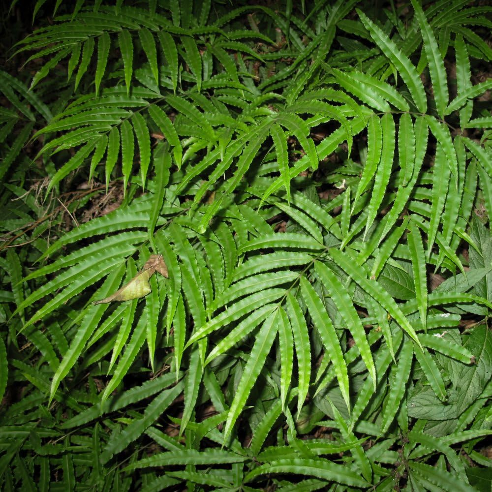 Tropical Fern Pteris umbrosa - Hardy Evergreen Plant for Indoors and Outdoors 9cm Pot x 3 by Thompson & Morgan