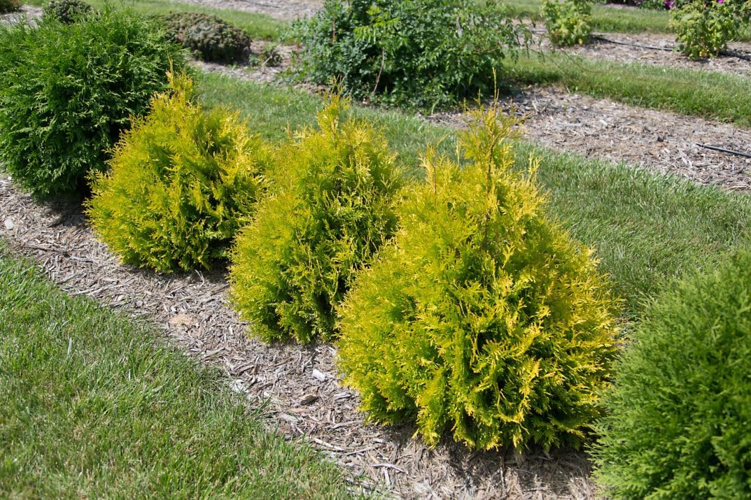 First Editions Lemon Burst Arborvitae, Golden-Yellow Evergreen Shrub, Low Maintenance, 1 Gallon