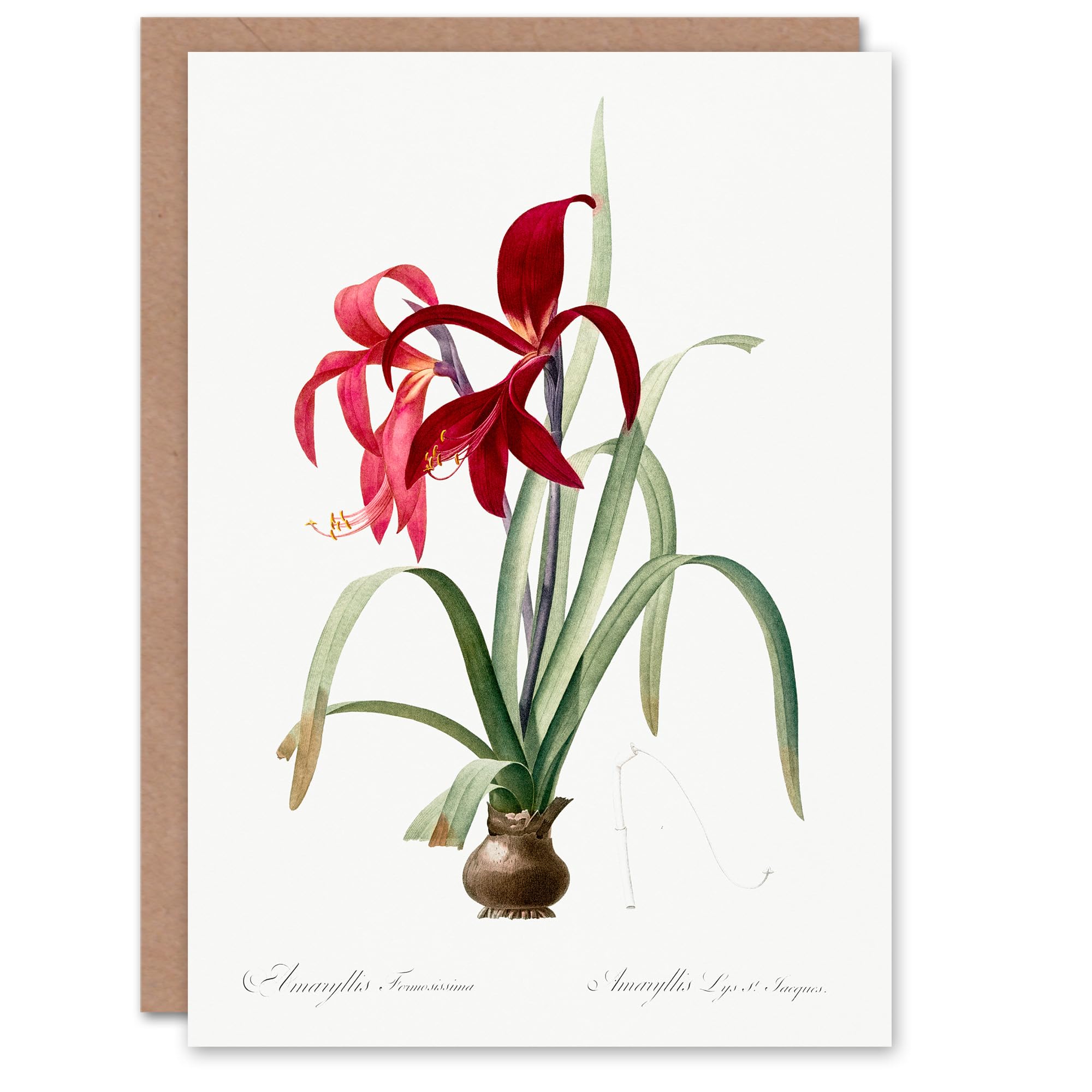 Artery8 Pierre-Joseph Redouté Art Card Aztec Lily Vintage Botanical Illustration