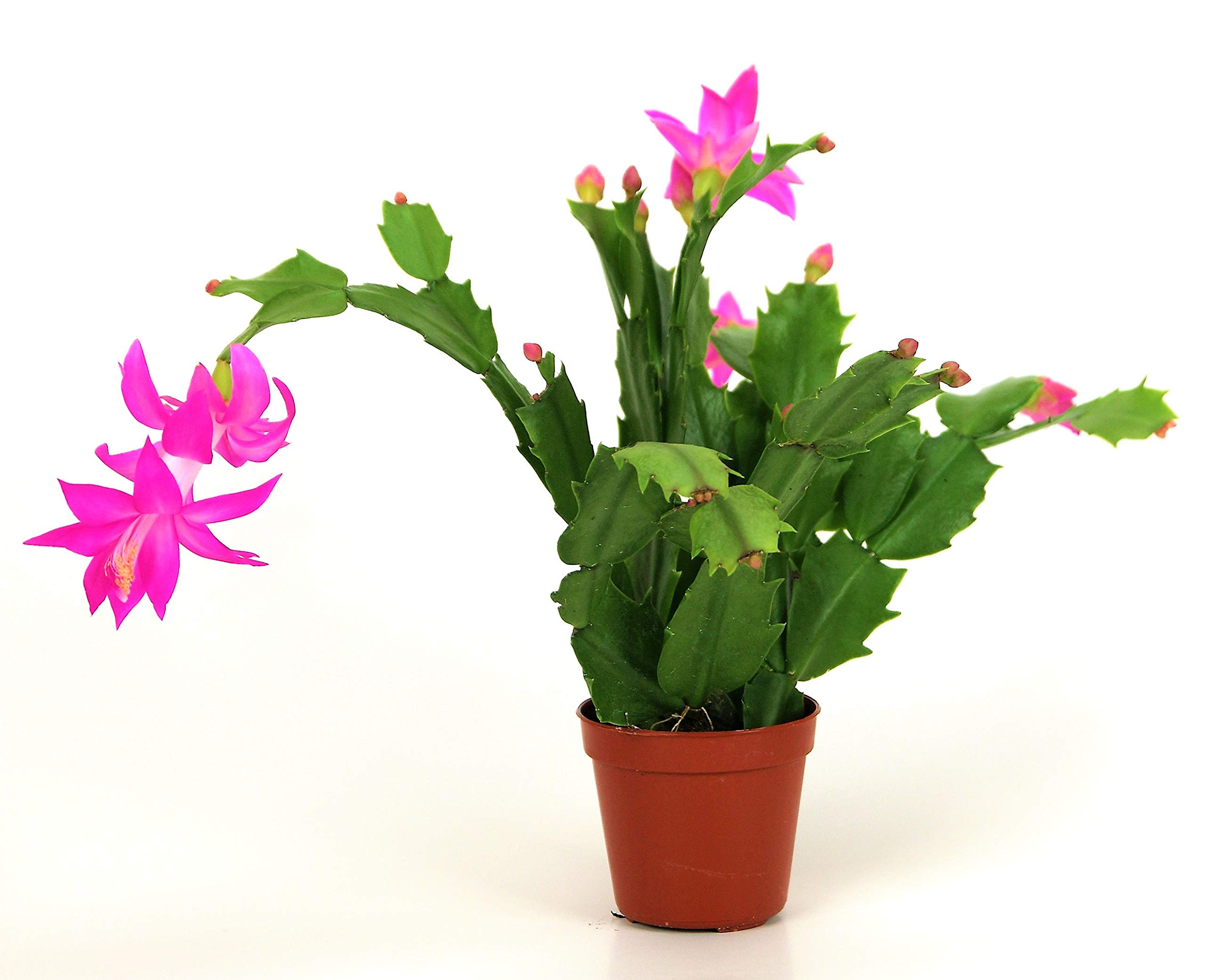 KOO Retails Exotic Pink Flower ZygoCactus Plant (Schlumbergera) (B084MLPH97) Amazon Price History, Amazon Price Tracker