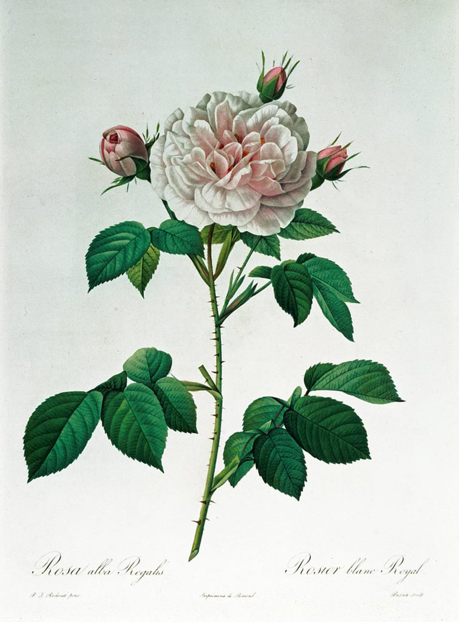 SERENDIPITP Vintage Picture Print on Canvas Wall Art Poster Rosa Alba Regalis by Pierre Redouté Artwork Print Poster for Wall Decor 60x90cm