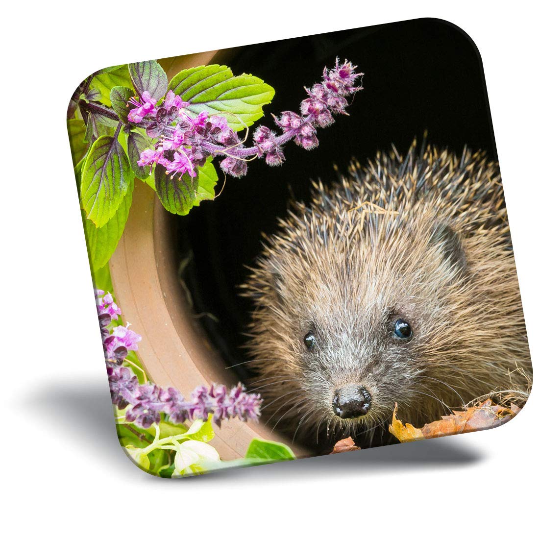 Destination Vinyl Ltd Fridge Magnet - Cute Garden Hedgehog Animal 14340