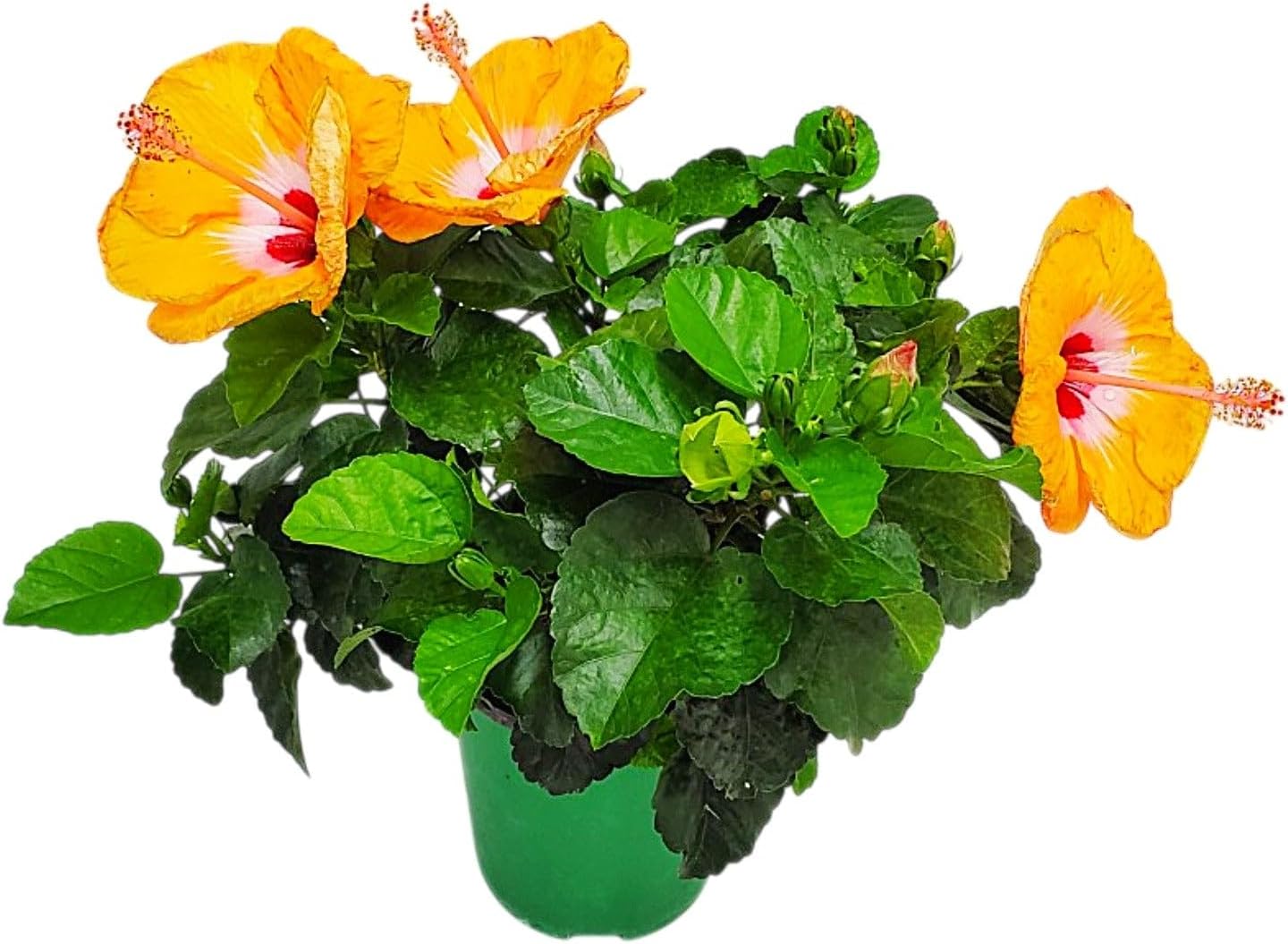 Tropical Plants of Florida - Orange Yoder Dwarf Hibiscus Bush - 16" to 18" Overall Height - 6" Planter Pot (1 Gallon) (Plant Only)