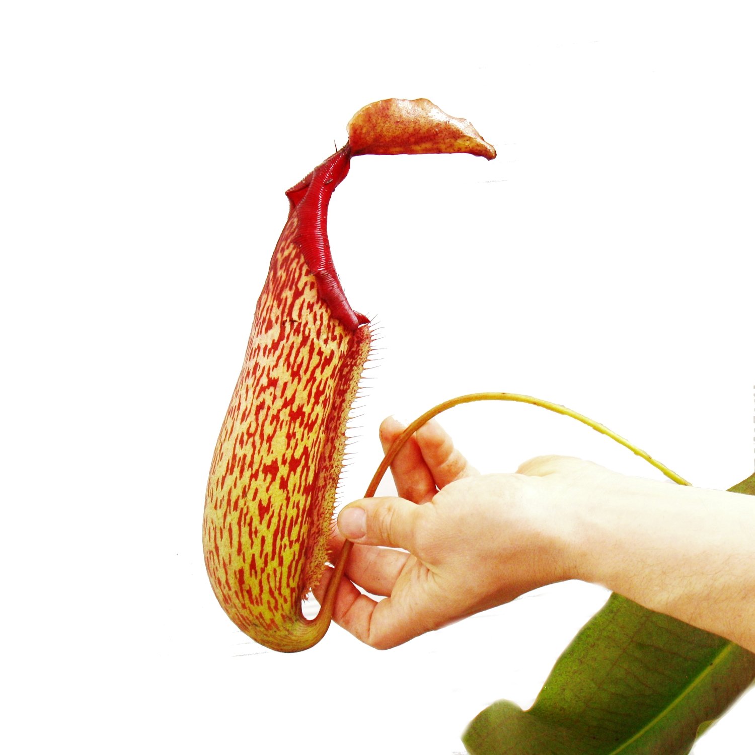 Exotenherz Nepenthes maxima - Plante de sapin géante - Ampel