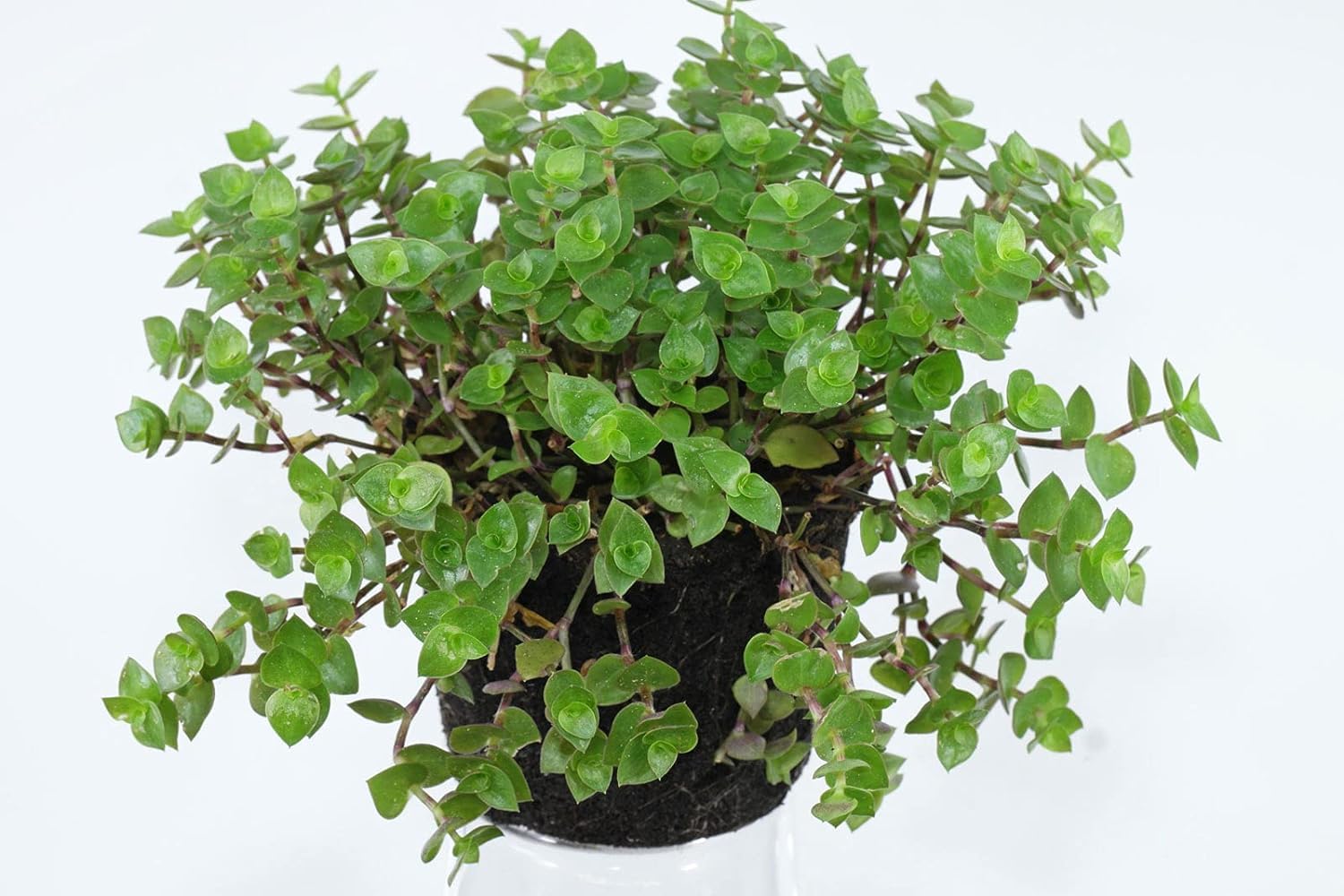 Greenursery Turtle Vine Indoor Plant For Home and Garden with Pot (Pack of 1) (Green Turtle Vine) (B0CRKJLYCF) Amazon Price History, Amazon Price Tracker