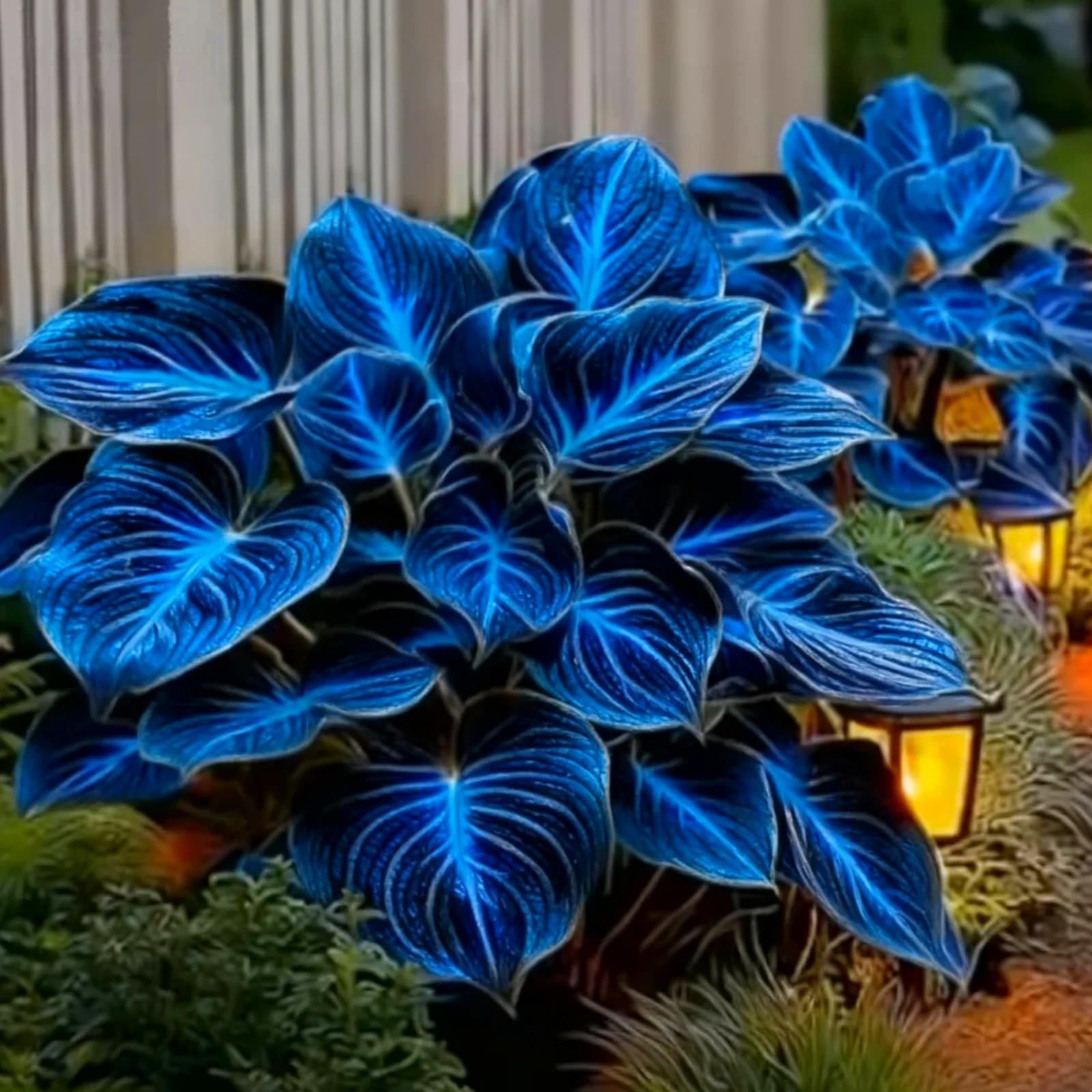 Rare Hostas for Planting UK, Hardy Perennial, Excellent Display, Mix Greening Flower, Natural Organic, Wedding, Balcony Garden-10 Bulbs-C — image 1