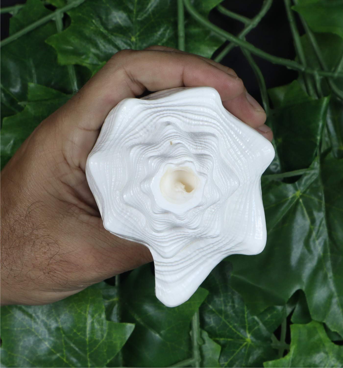 ASHIRWAD Blowing Shankh Vamavarti Dattatreya - Conch Shell - Puja Ritual - Shankhnaad (Shankh-10)