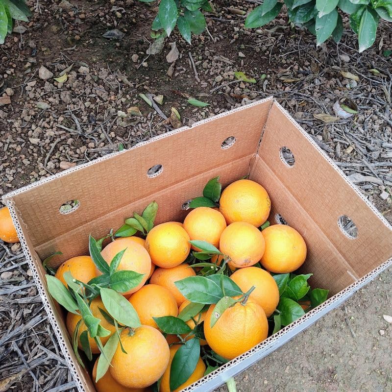 Caja de Naranjas Valencianas de 15 Kg