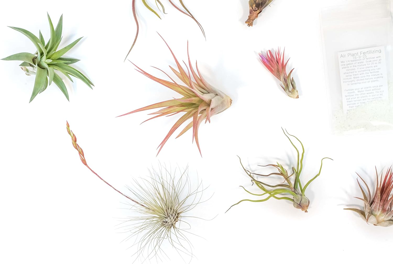 Tillandsia Air Plant Grab Bag of 10 Small & Medium Plants, Fertilizer & Air Plant Mister - Home and Garden Decor - Easy Care Indoor and Outdoor Plants