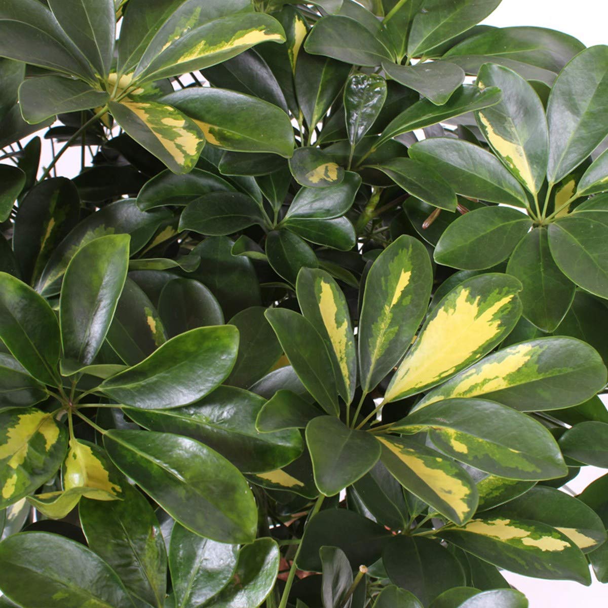 Umbrella Tree | Gold Capella Twist & Schefflera Arboricola & UK