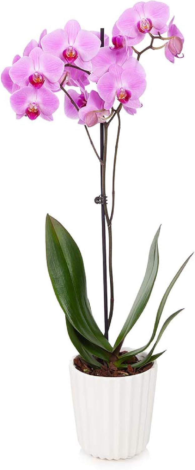 Just Add Ice J-421 Orchid Easy Care Live Plants, 5” Diameter, Pink