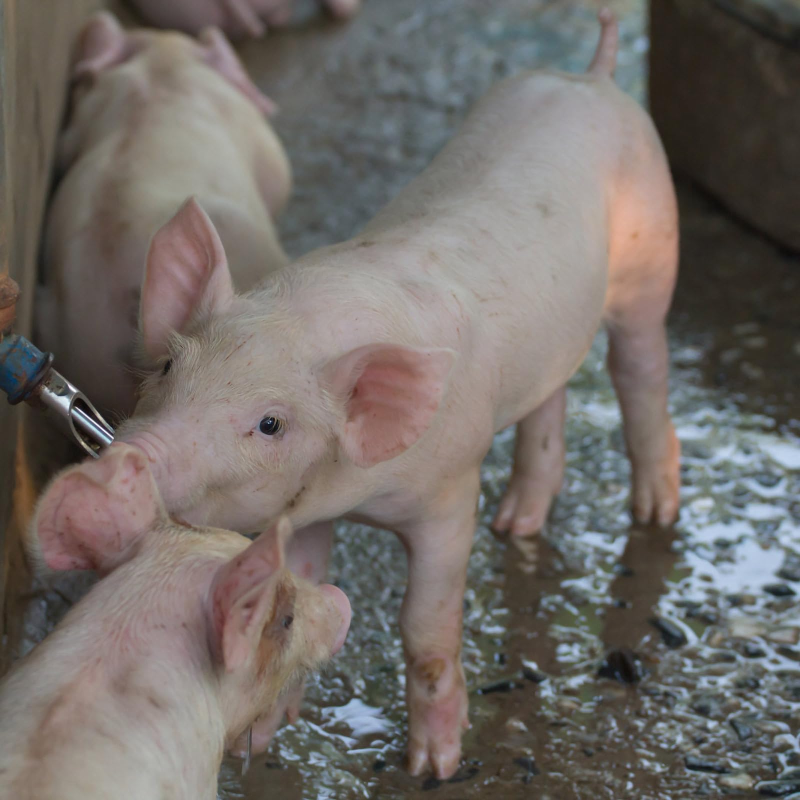 Distributeur D'eau Capuchon Anti-fuite pour Cochons 10pcs en Acier Inoxydable Adapté pour Truies et Porcs D'élevage