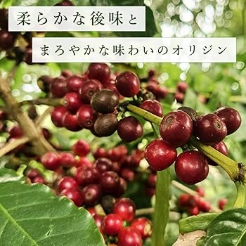 Amazon.co.jp: [三本珈琲 公式] コーヒー生豆 ホンジュラス HG