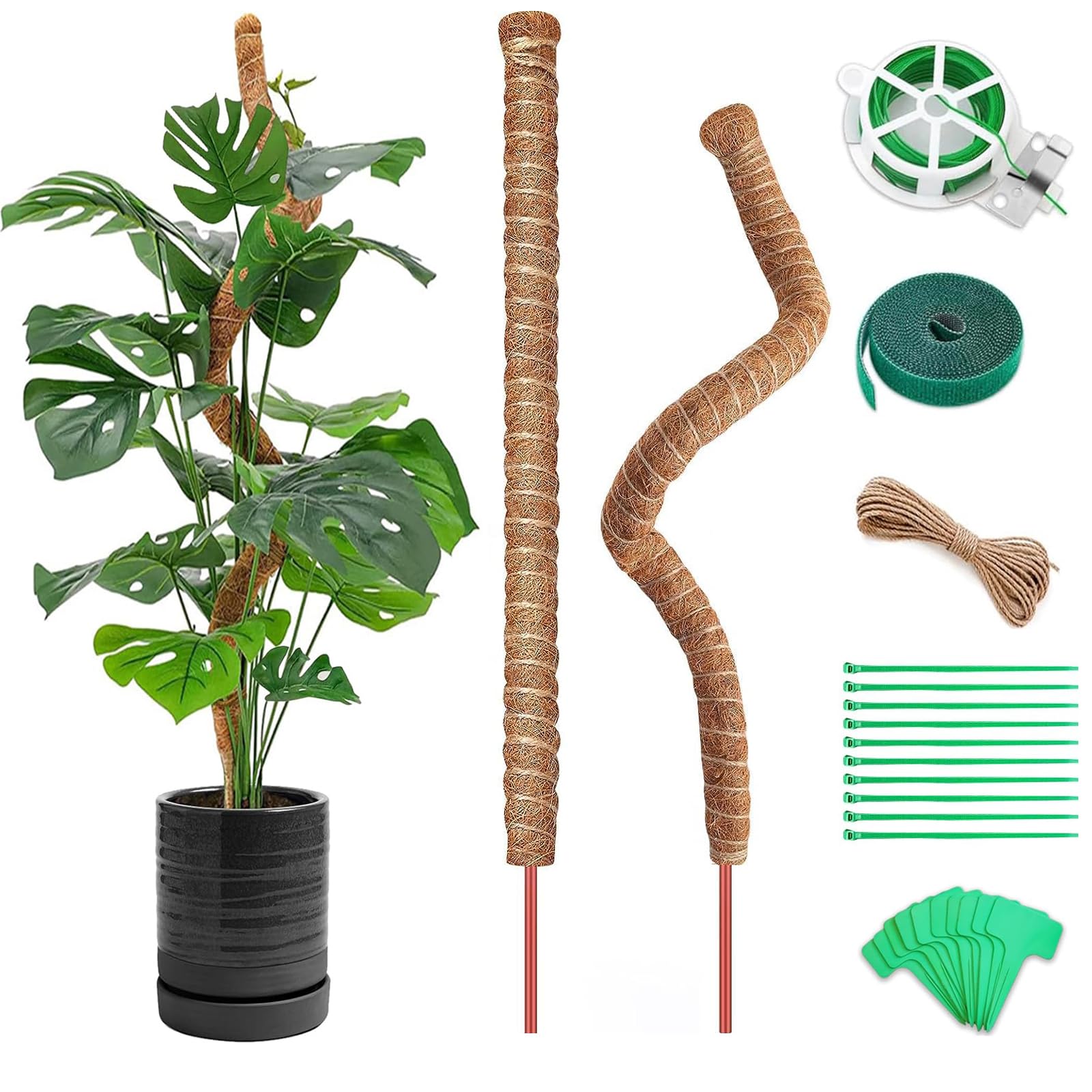 philodendron rojo congo standort Red Congo Philodendron for Sale main image 0