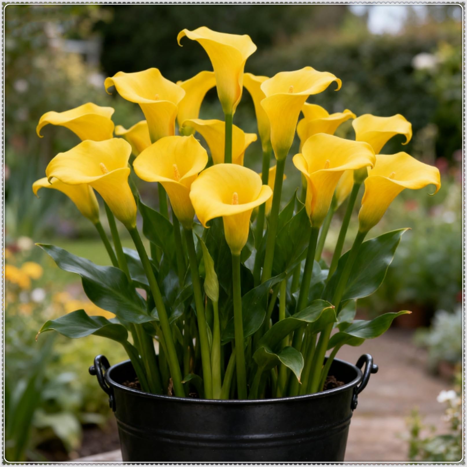 Perennial Calla Lily Bulbs/Easy to Maintain ＆ Easily Pollinated/Grow in Beds, Borders ＆ Patio Pots/Excellent Display-10 Bulbs-G