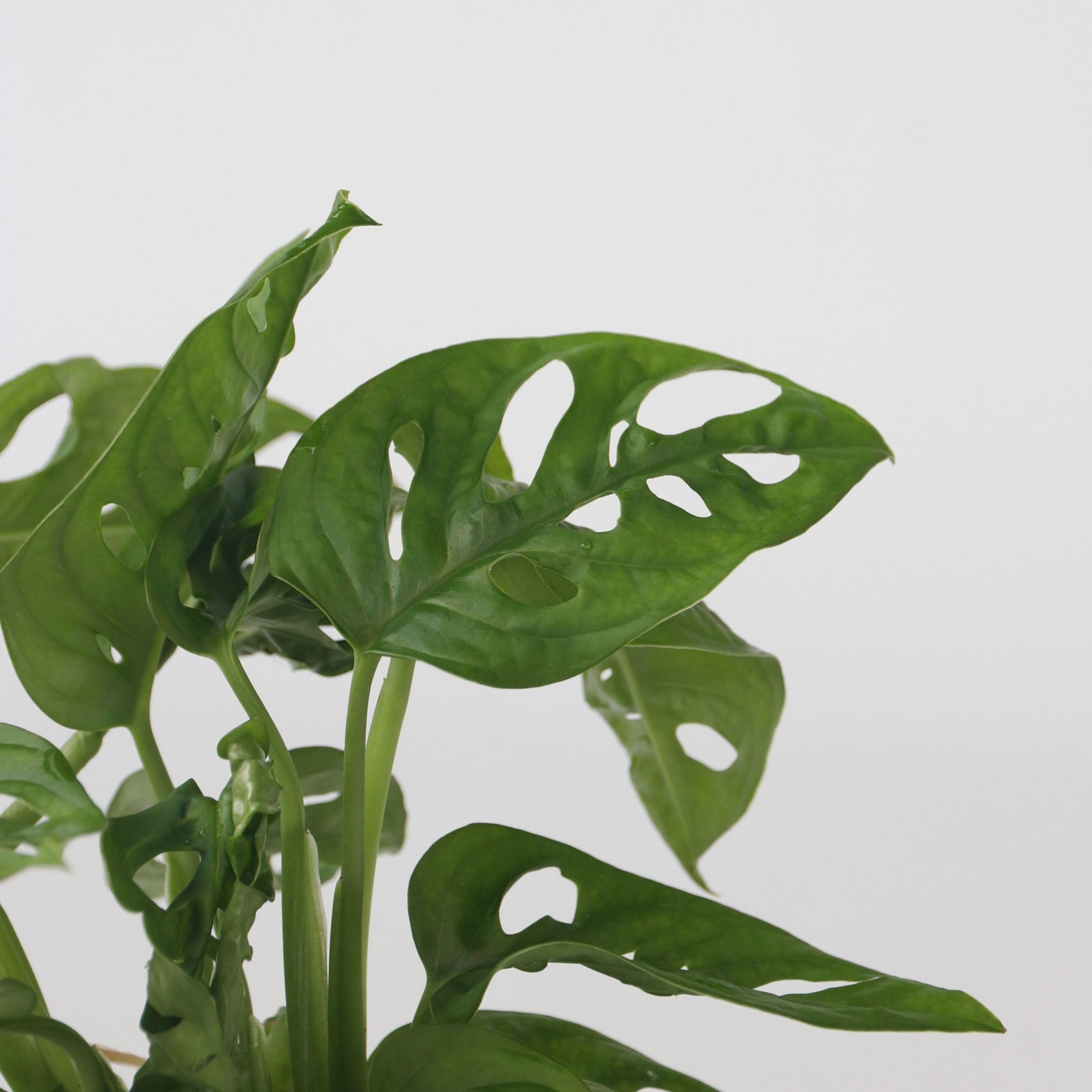 Plant in a Box - Plante cultivée dans l’eau - Mix de 2 - Clusia rosea, Monstera Adansonii - Hauteur 15-35cm - Pot 8cm et Pot 20cm - Plante en culture hydroponique - Vert