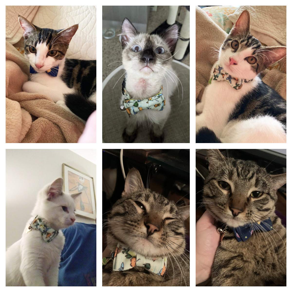 ADOGGYGO Collar de gato con bonita campana de pajarita – Paquete de 2 collares de gatito con pajarita extraíble con patrón de dinosaurio del universo para gato gatito gatito (dinosaurio y universo)