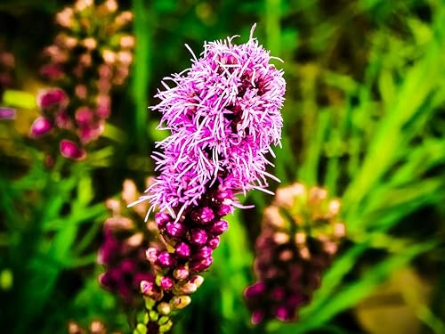 Miniatura 7 de Semillas Liatris Spikata Rosa (Estrella Ardiente)