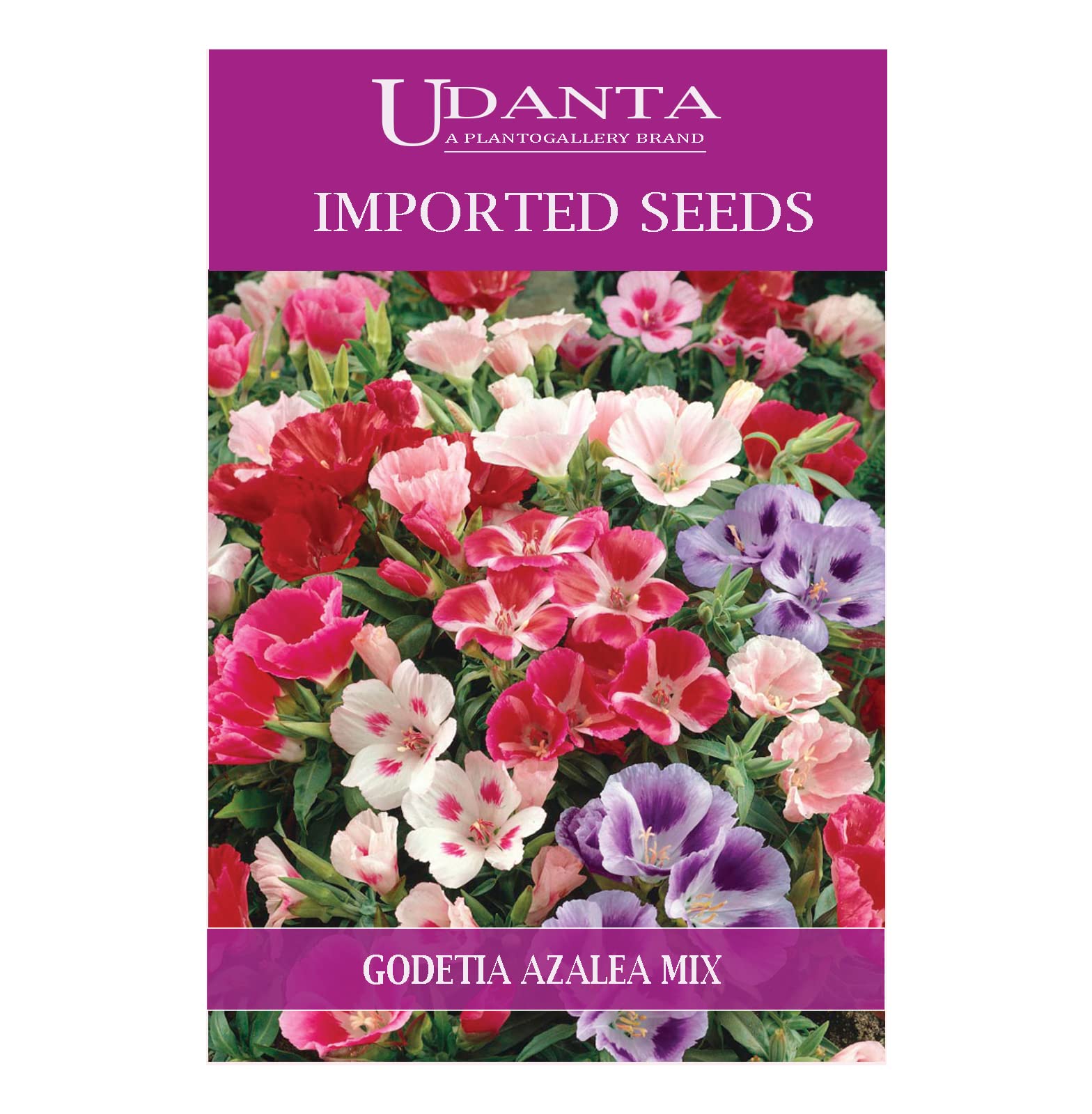 Udanta Imported Flower Seeds - Godetia Azelia Annual Flower Seeds - Qty 2Gm (Mix) Pack of 5 Pkt