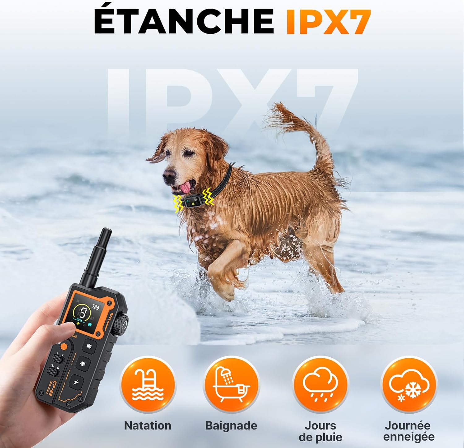 collier dressage chien en action, balade en extérieur