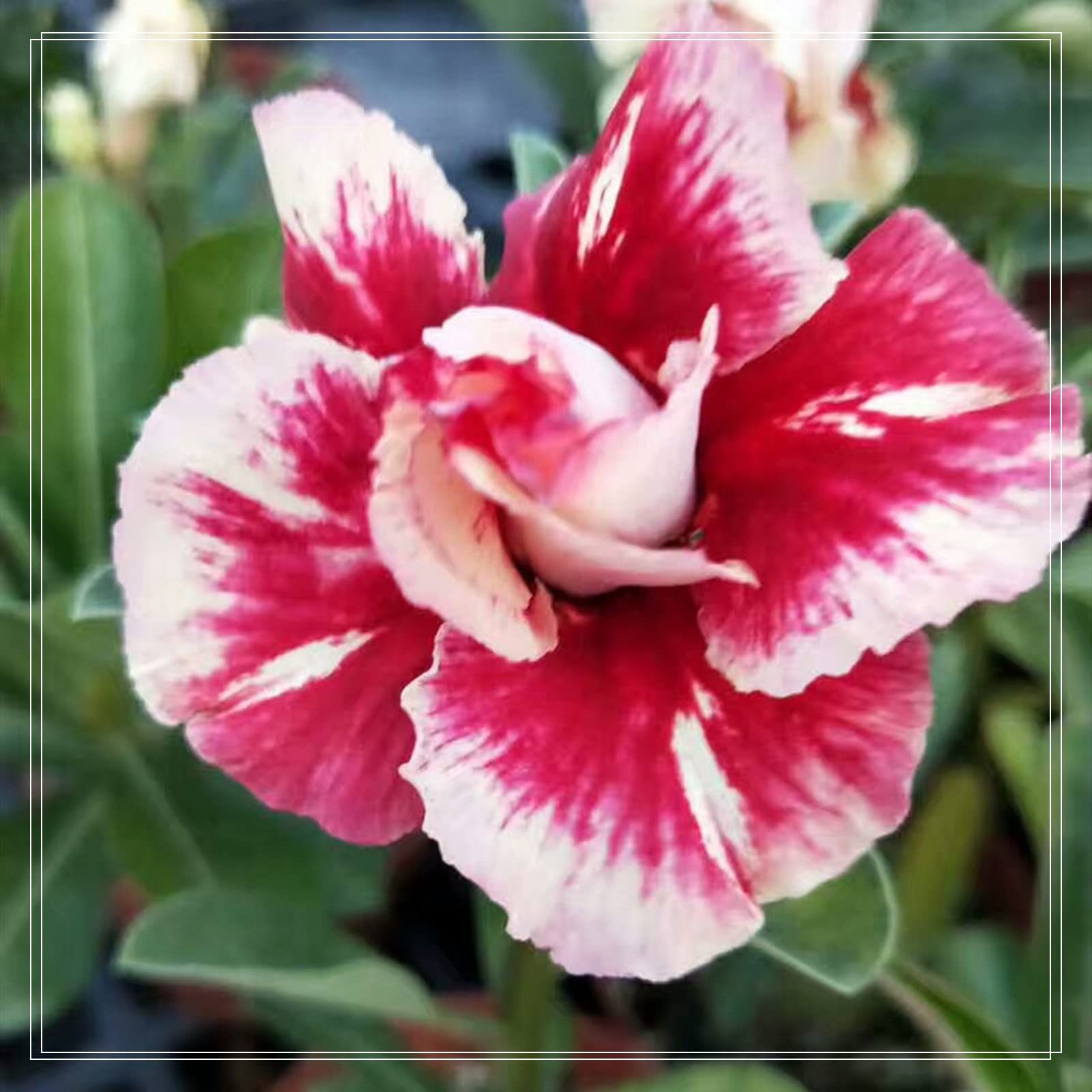 Desert Rose Bulbs, Golden Beautiful, Desert Rose Plant Bulbs, Adenium obesum Plant, Mix Wedding Flowers, 2Bulbs-E — image 1