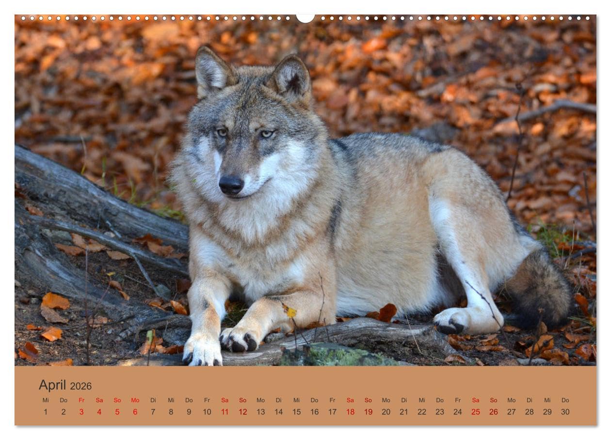 Begegnungen DER WOLF (Wandkalender 2026 DIN A2 quer), CALVENDO Monatskalender: Der Wolf - fantastische Bilder vom Isegrim. (CALVENDO Tiere)