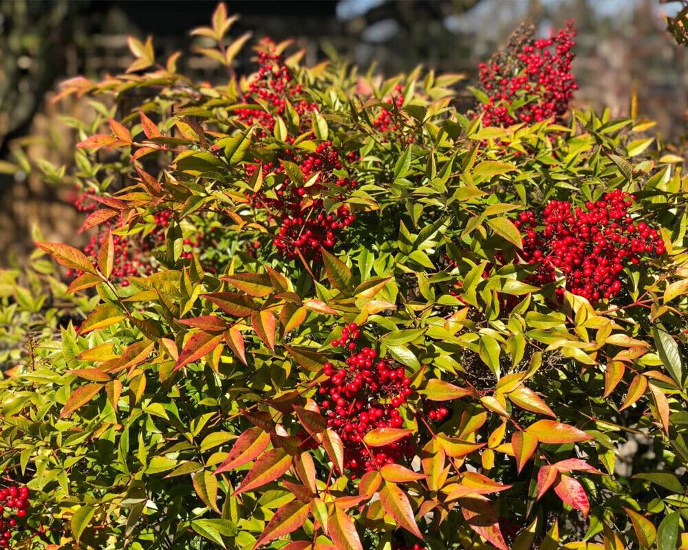 Nandina domestica "Bambù Sacro" pianta sempreverde in vaso ø28 cm h. 60/80 cm Vivaio di Castelletto