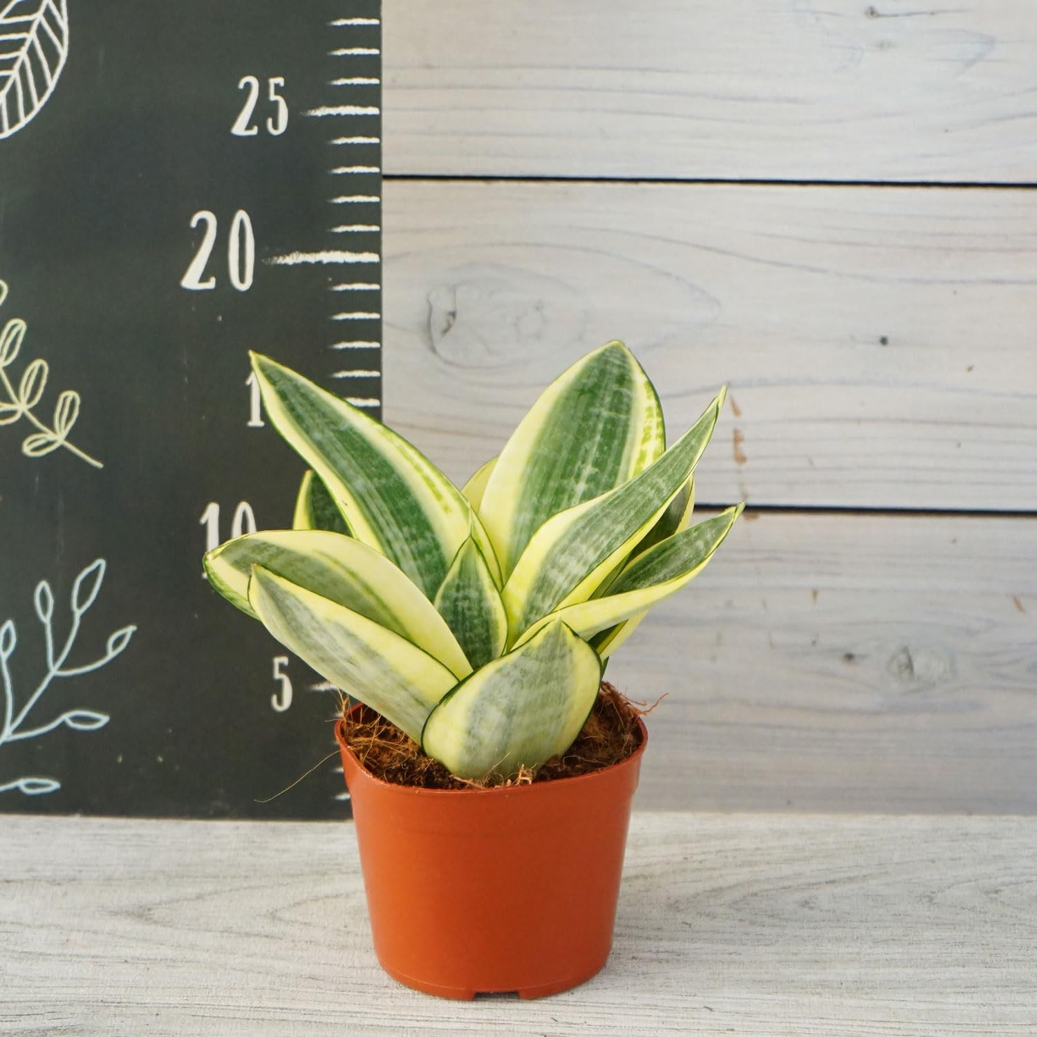 Amazon.co.jp: 観葉植物 サンセベリア ゴールデンハニー 3.5寸