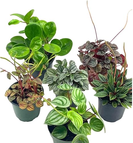 BubbleBlooms Juego surtido de Peperomia, 6 peperomias diferentes en macetas de 4 pulgadas que la elección del cultivador puede incluir sandía,