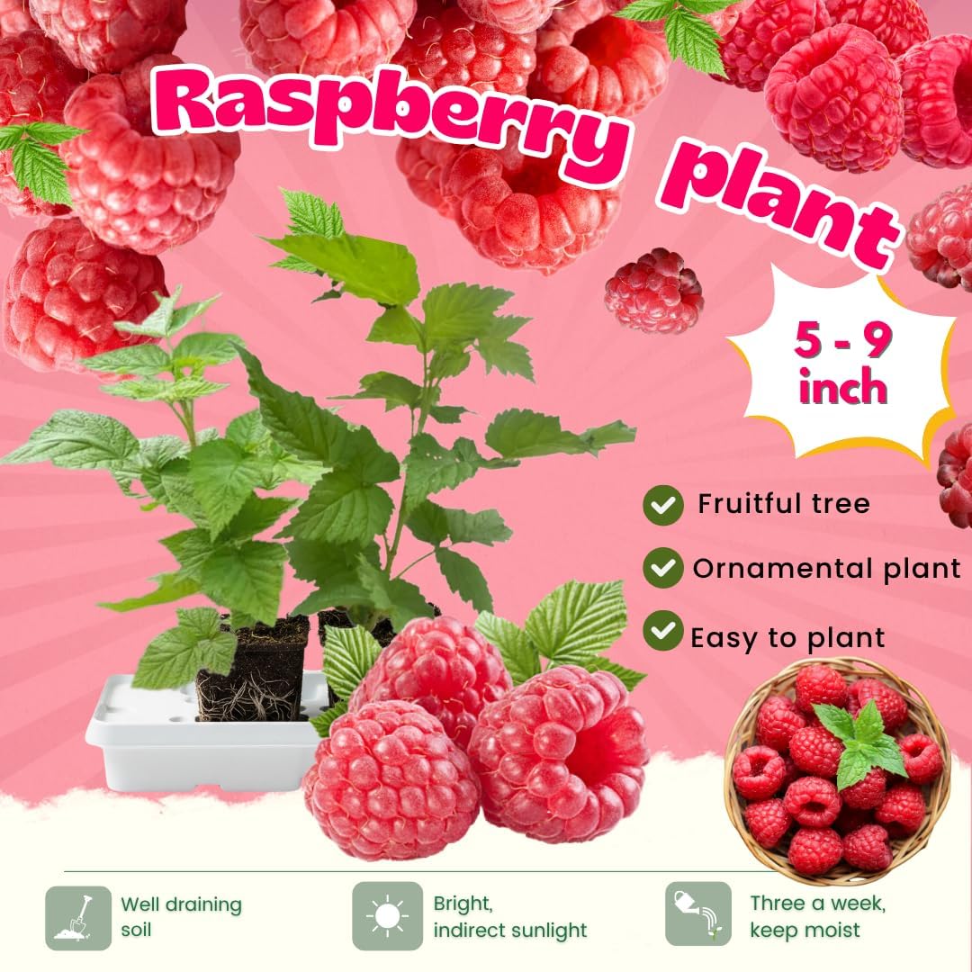 Set 2 Red Raspberry Plants Live, Raspberry Trees Live Plants, Raspberry Seedlings, 5-9 Inc, Raspberry Fruits Trees