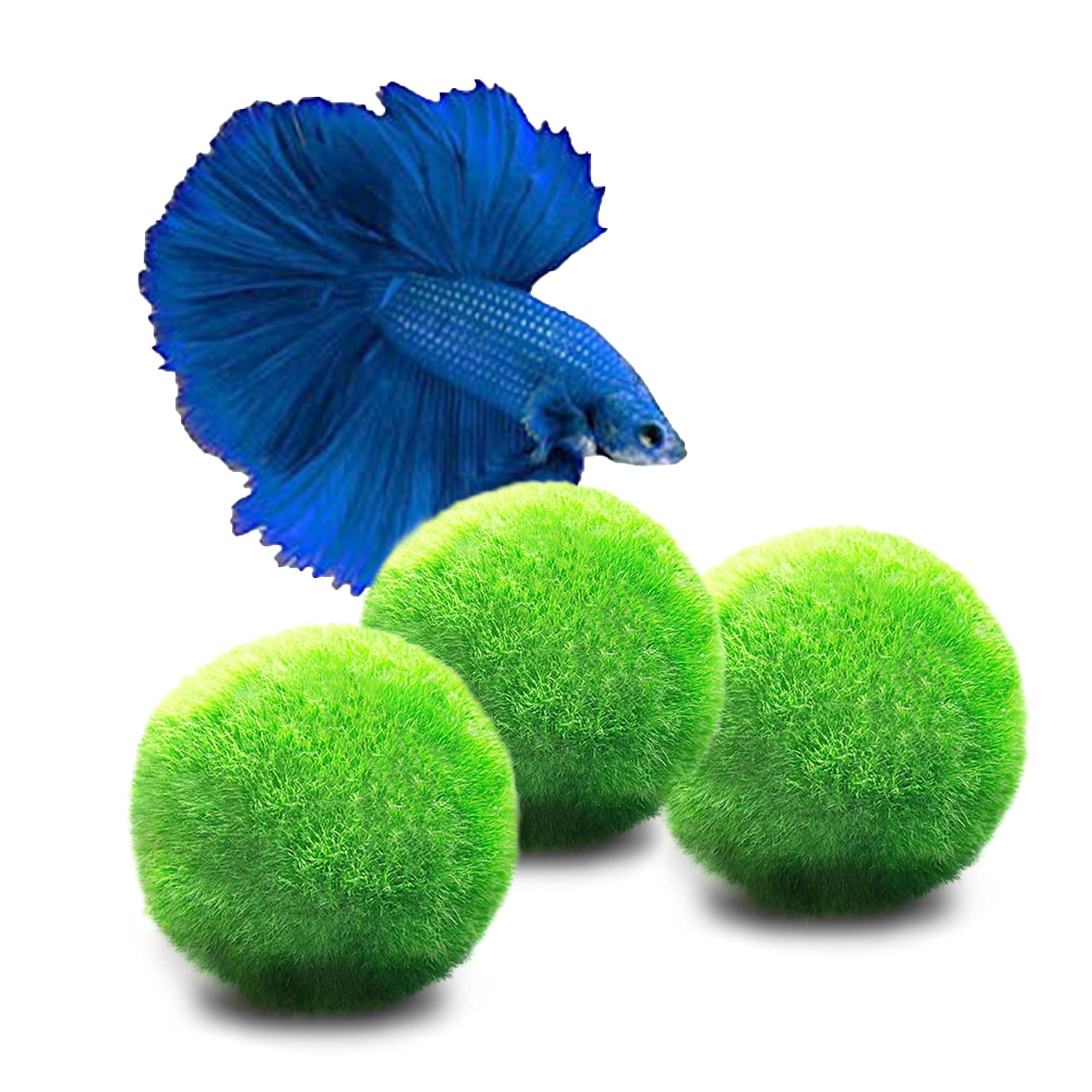 Buy Luffy Doubletail Betta Moss Balls, 1.1 Inches, Low Maintenance Live