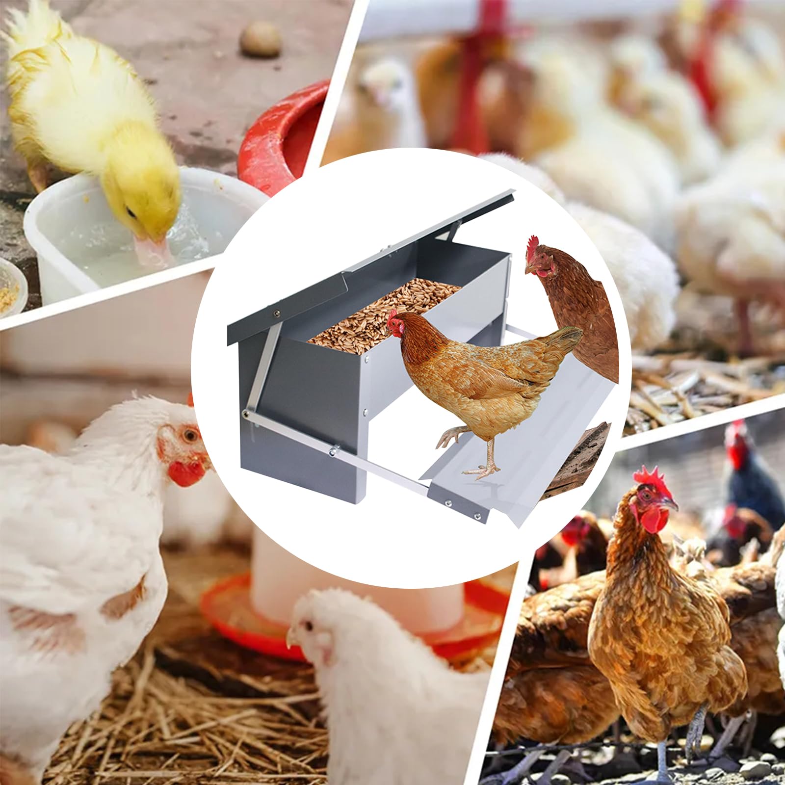 Comedero automático para gallinas de acero galvanizado, comedero automático para gallinas, patos, pavos y huesos