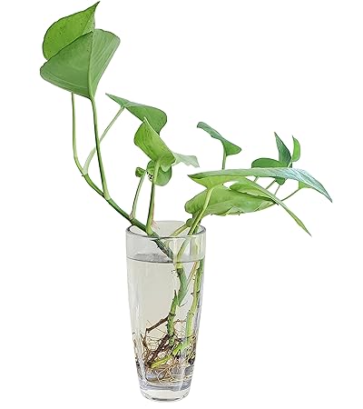 Pure Source India Glass Flower Vase Without Flowers, 8 Inch, 2 Pieces, Transparrent