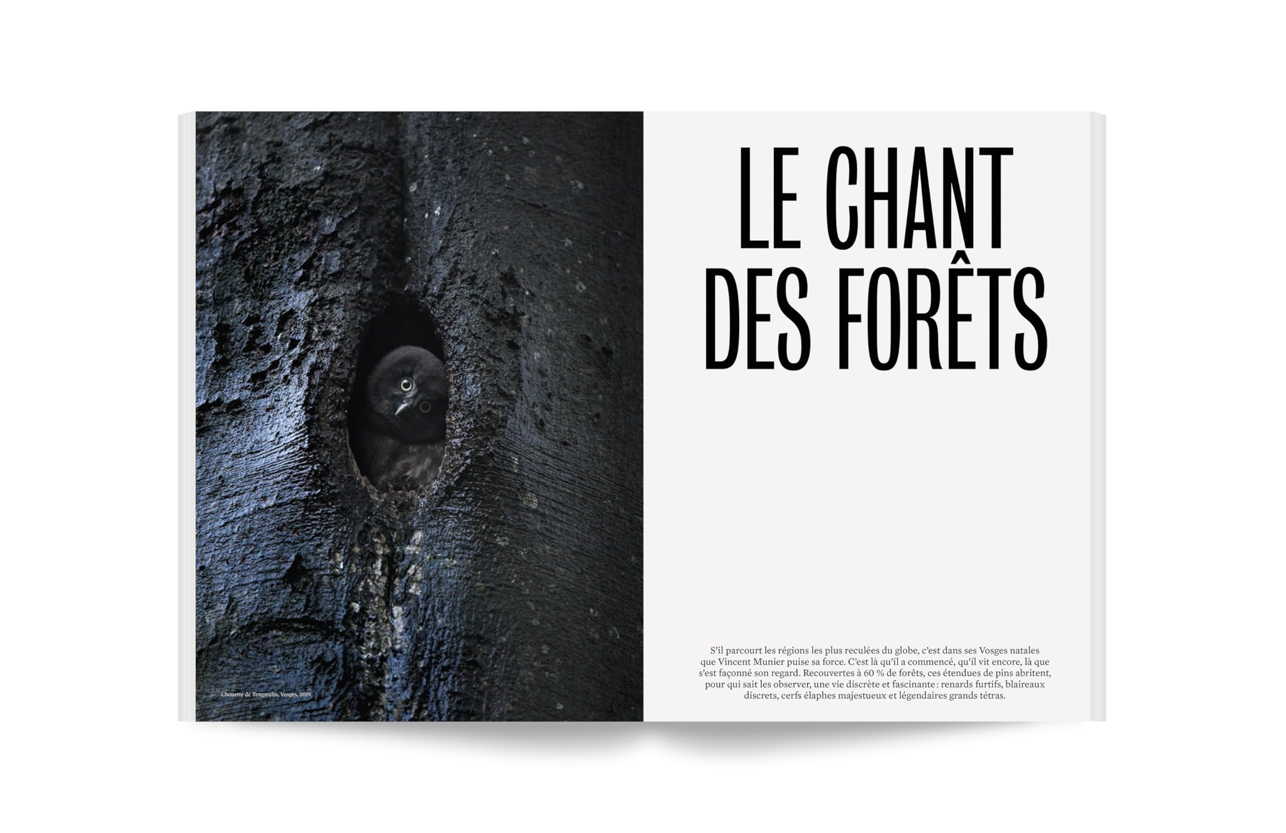 Album - 100 photos pour la liberté de la presse - N° 82 Vincent Munier (82): Forêts