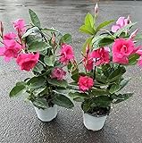Mandevilla, Mandevilla laxa, blumenwiese mehrjährig winterhart herbstblumen balkonpflanzen 30Samen