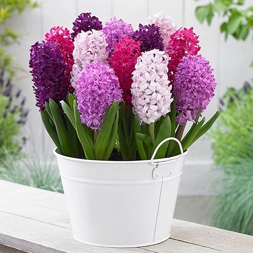 Hyacinth Orientalis Fierce Mix - Fragrant and Perennial Hyacinth Flowering