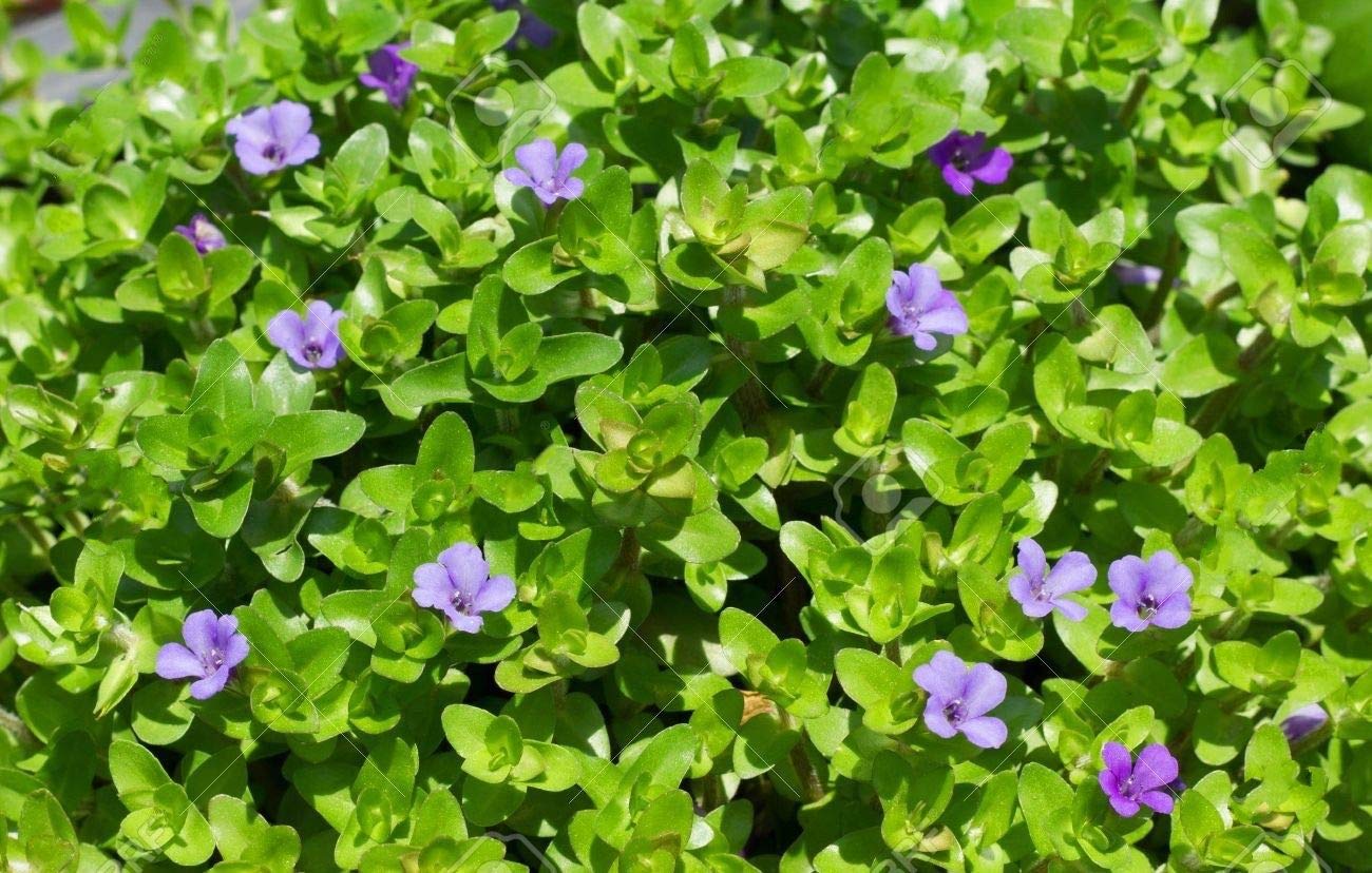 kmb_seeds 15 Bacopa Amplexicaulis