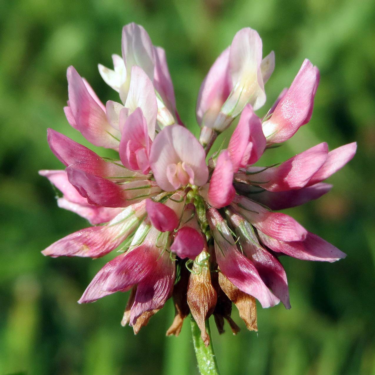 Alsike Dawn Clover Green Manure Nitrogen Fixer Seeds Perennial (1Kg)