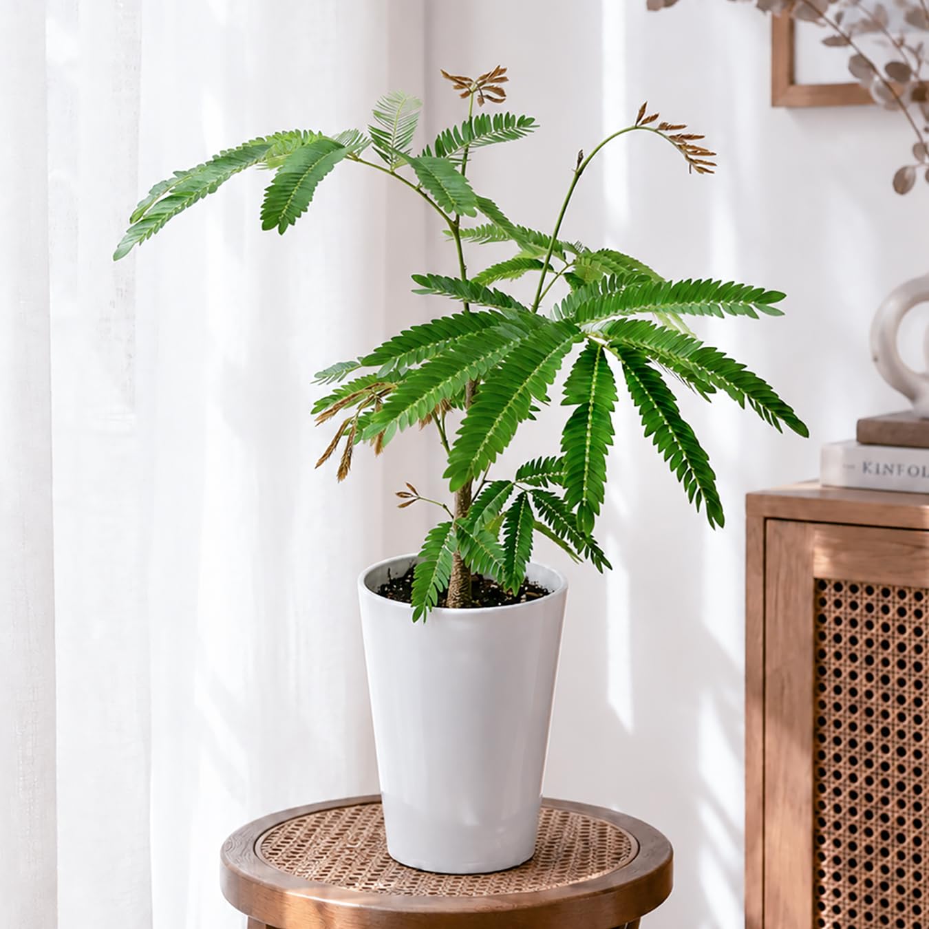 Amazon｜エバーフレッシュ 4号 観葉植物 夫婦円満 アカサヤネムノキ