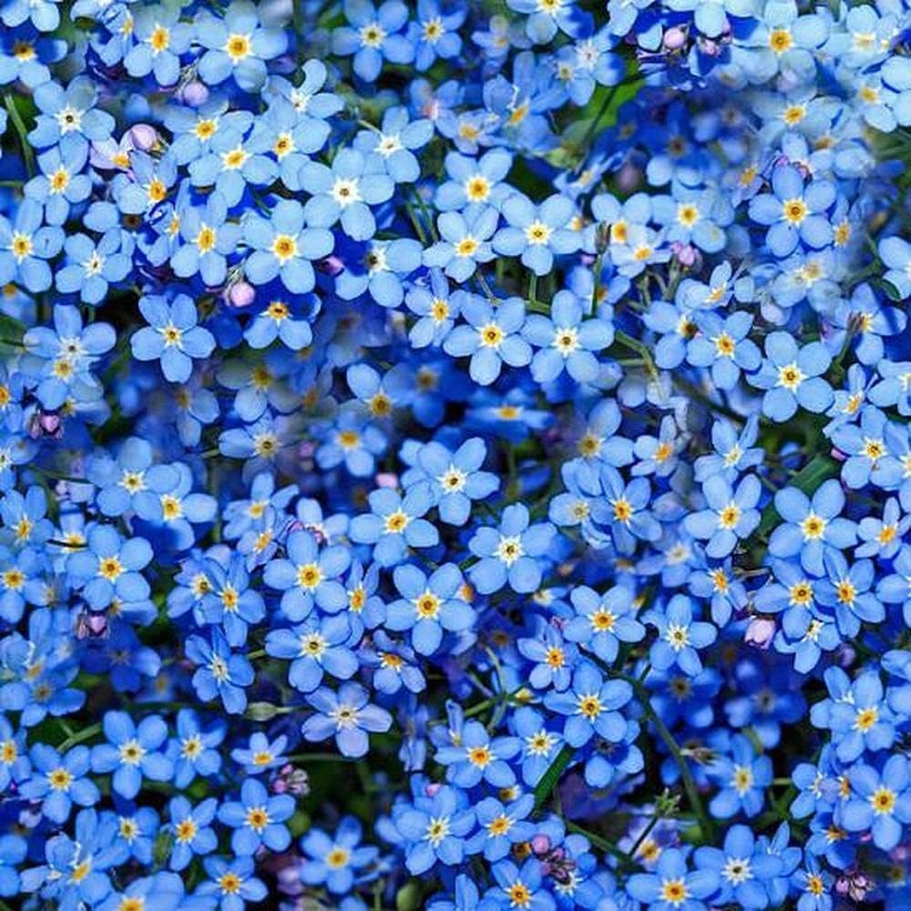 Forget-Me-Not Flower Seeds 2g (Approx. 3000 Seeds) Non-GMO, Open-Pollinated Perennial | Charming Blue Flowers for Shade Gardens, Pollinators, Naturalized Beds, Borders & Woodland Gardens