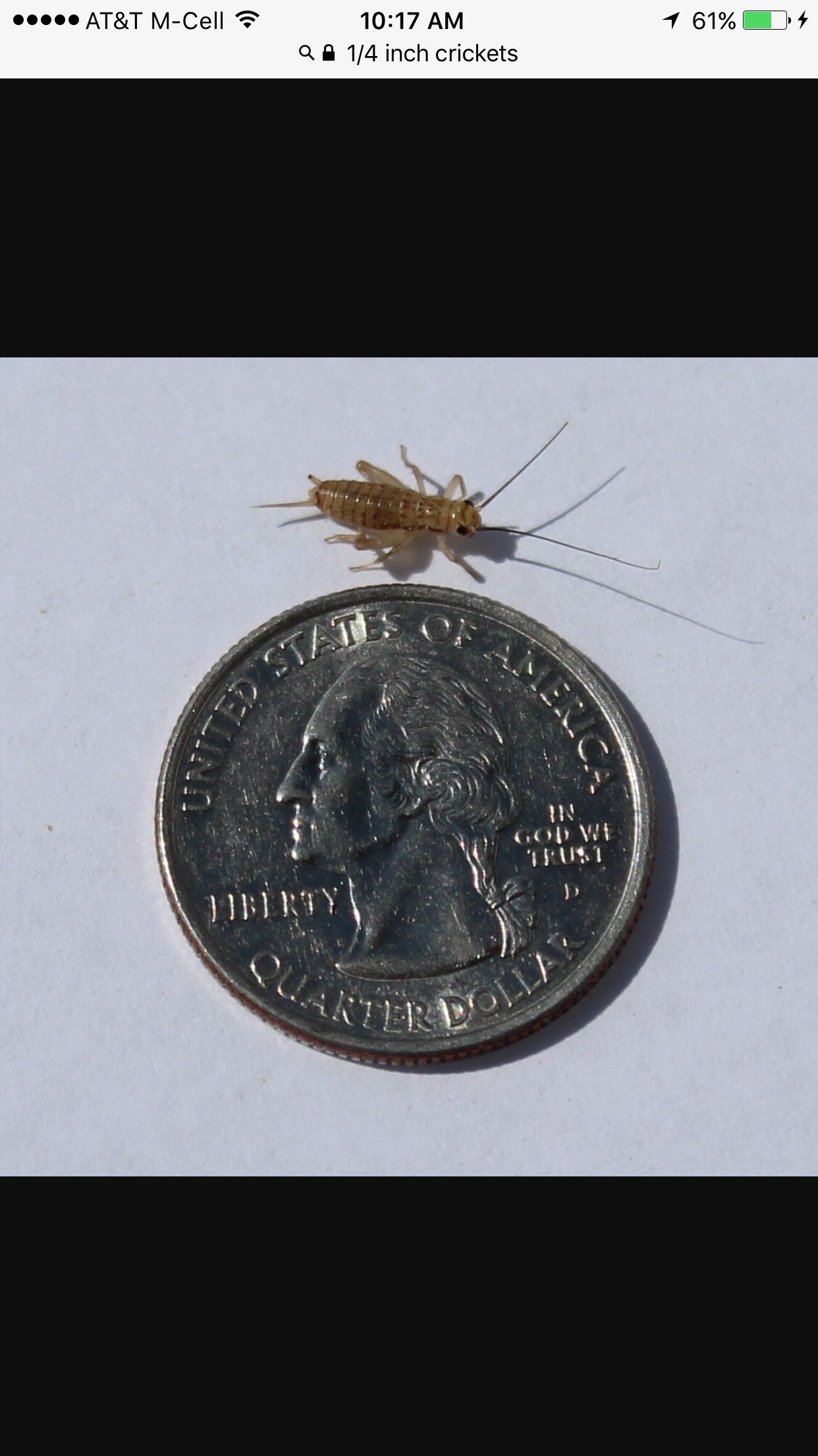 BASSETT'S CRICKET RANCH 500 Small Banded Crickets