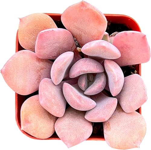 Sprout N Green Graptoveria 'Debbi', Mini suculenta viva totalmente enraizada en maceta de 2 pulgadas con mezcla de tierra, planta de casa para