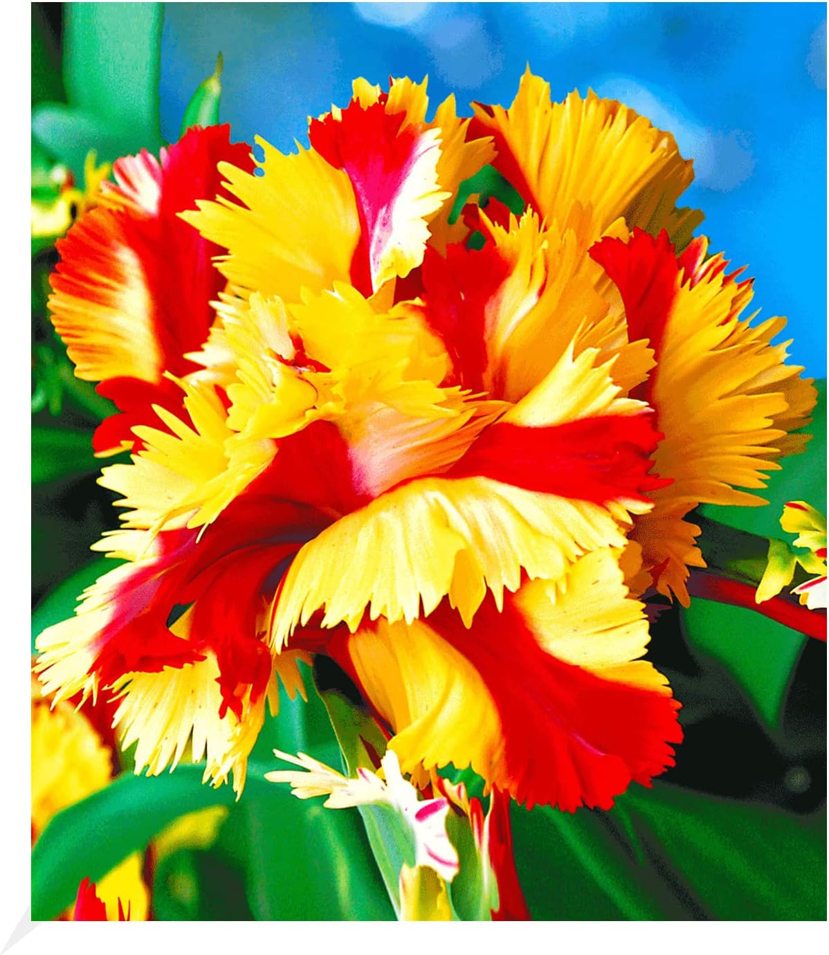 BALDUR Tulpe Slawa 10 Zwiebeln - Winterharte Blumenzwiebeln 30-40cm Höhe