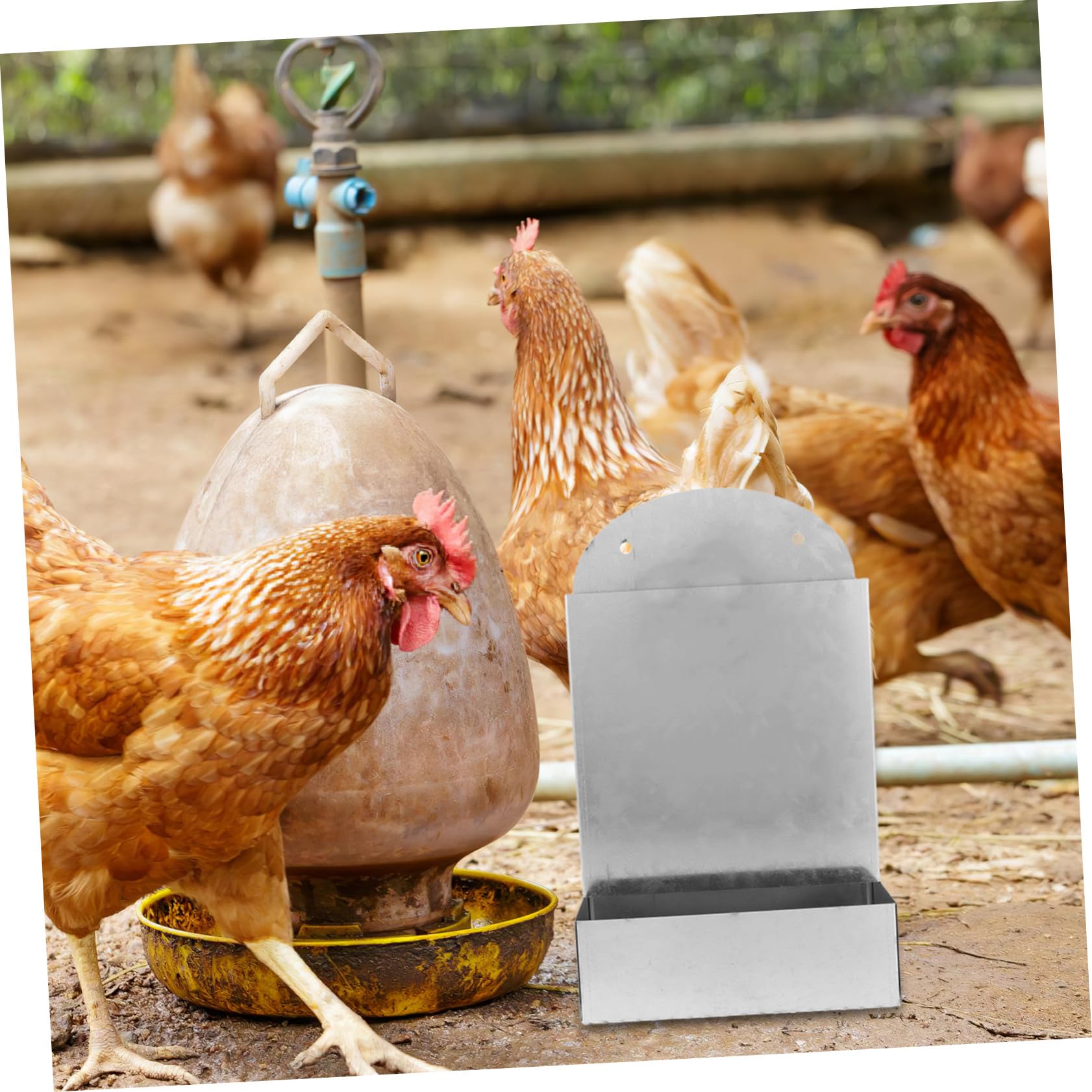 SHINEOFI Mangiatoia Automatica Distributore di Conchiglie e Sabbia per Polli in Ferro Argento Resistente alle Intemperie per Polli e Pulcini in Piccoli Allevamenti e Spazi Esterni