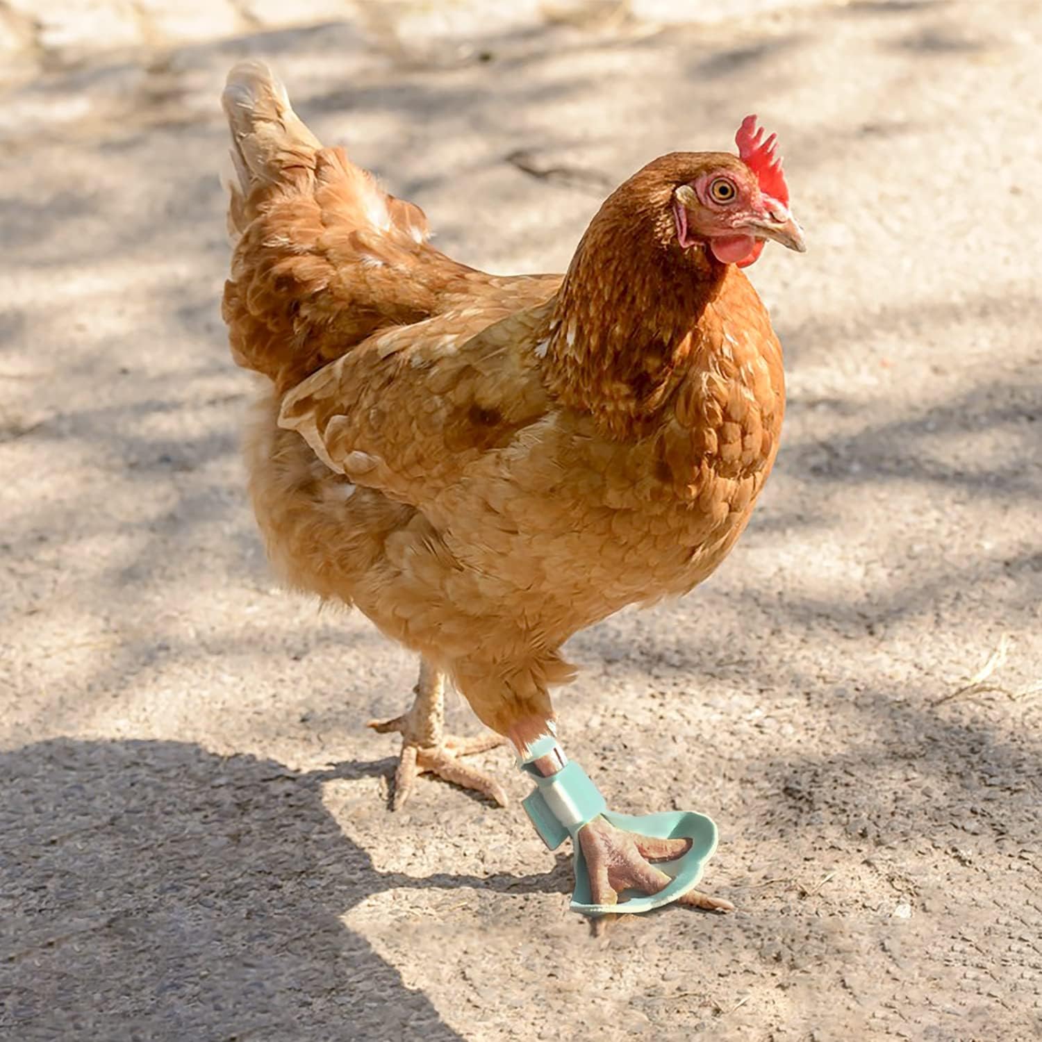 Pack of 2 Protective Shoes for Chicks, Chicks, Hens, Turkey, Paws, Paws
