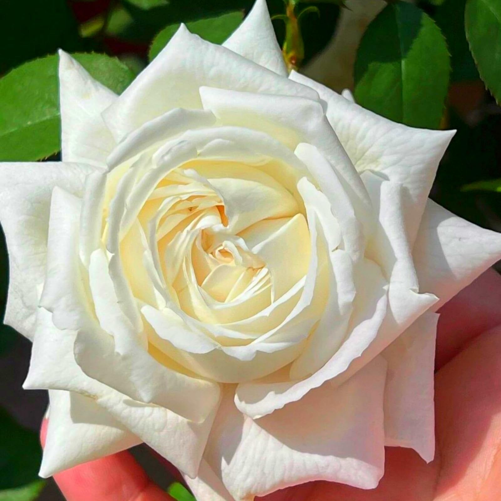 Rose vivace pour décoration de jardin sans entretien ni arrosage fastidieux