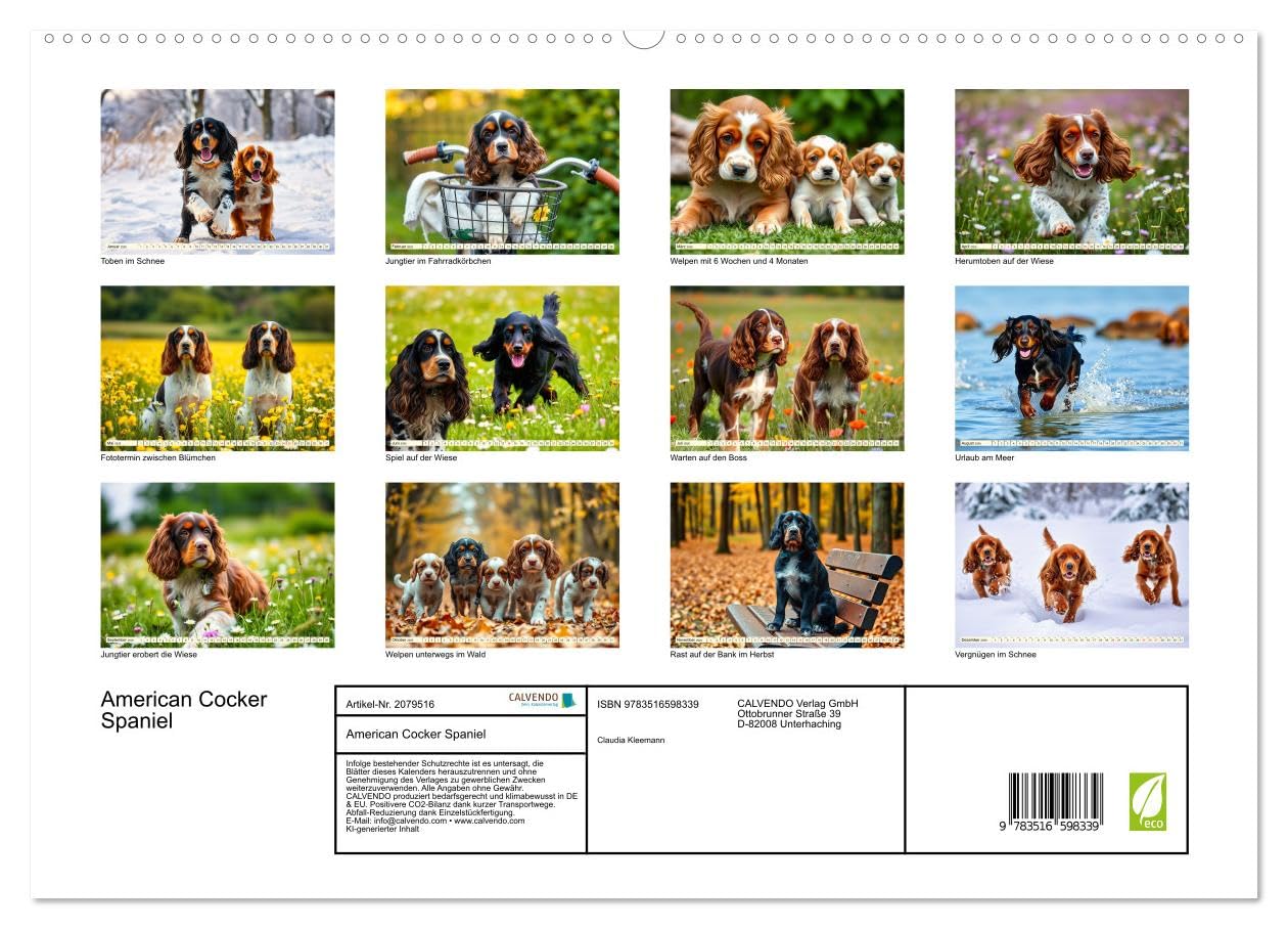 American Cocker Spaniel (hochwertiger Premium Wandkalender 2026 DIN A2 quer), Kunstdruck in Hochglanz: Zauberhafter Familien-und Begleithund (CALVENDO Tiere)
