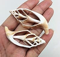 Vista 5 de PEPPERLONELY 20 piezas de conchas marinas mixtas de corte central, 2 pulgadas ~ 3 pulgadas